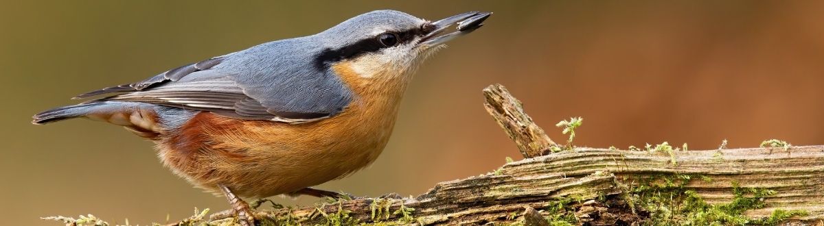 [paste advice page name here]